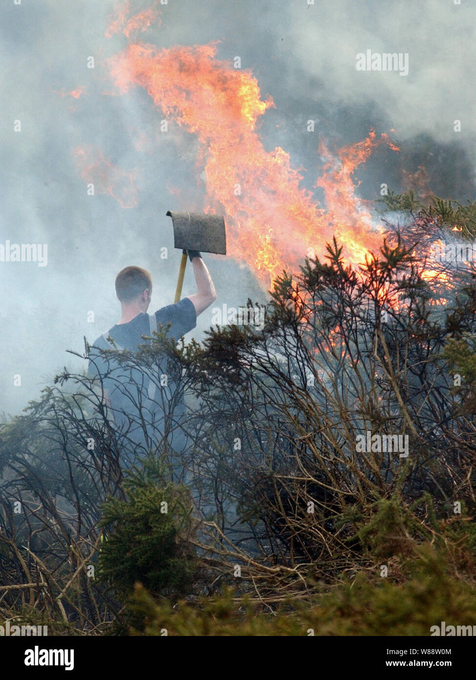 Feuerwehr rief ein wildes Feuer auf die Malvern Hills in Angriff nach einem kontrollierten Brand von Malvern Hills Restauratoren außer Kontrolle geraten. Worcestershire Beacon, Malvern Hills. Ein Feuerwehrmann Beats die brennende Adlerfarn auf der Höhe der Flamme. Stockfoto