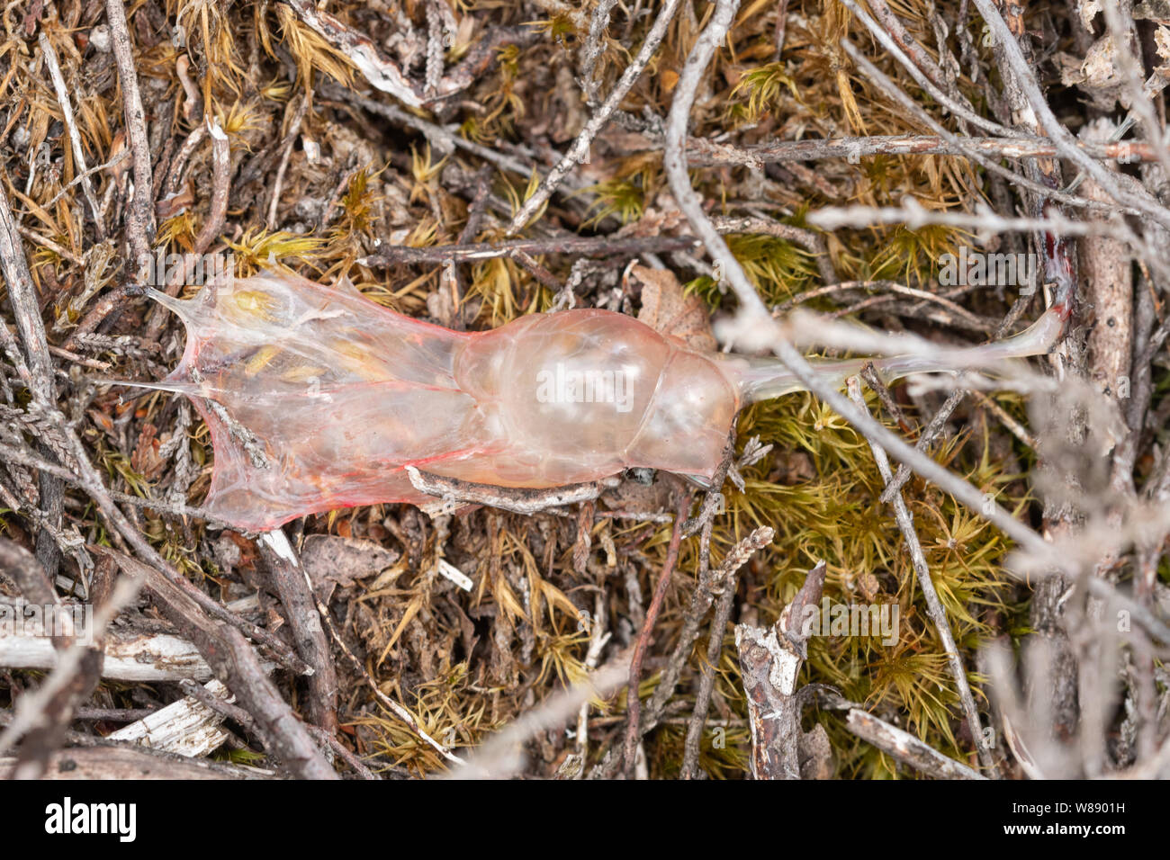 Geburt sac (fruchtblase) gerade nach dem neugeborenen Kreuzotter (Vipera berus) geboren, zu einem Surrey Heide Ort, Großbritannien Stockfoto