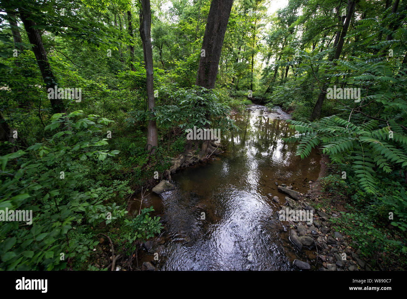 UNITED STATES - Juni 5, 2019: North Fork des Catoctin Creek außerhalb des Dorfes von Hillsboro. (Foto von Douglas Graham/WLP) Stockfoto