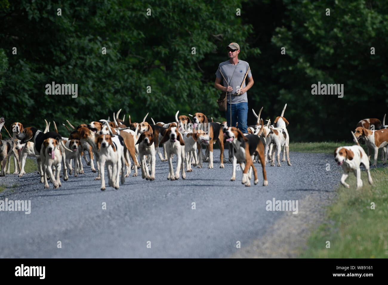 UNITED STATES - Mai 30, 2019: Jordanien Hicks das Piemont Fox Hounds nehmen für einen Spaziergang nach dem Frühstück nach unten Newlin Mill Road zu einem bevorzugten Schwimmen Loch. Stockfoto