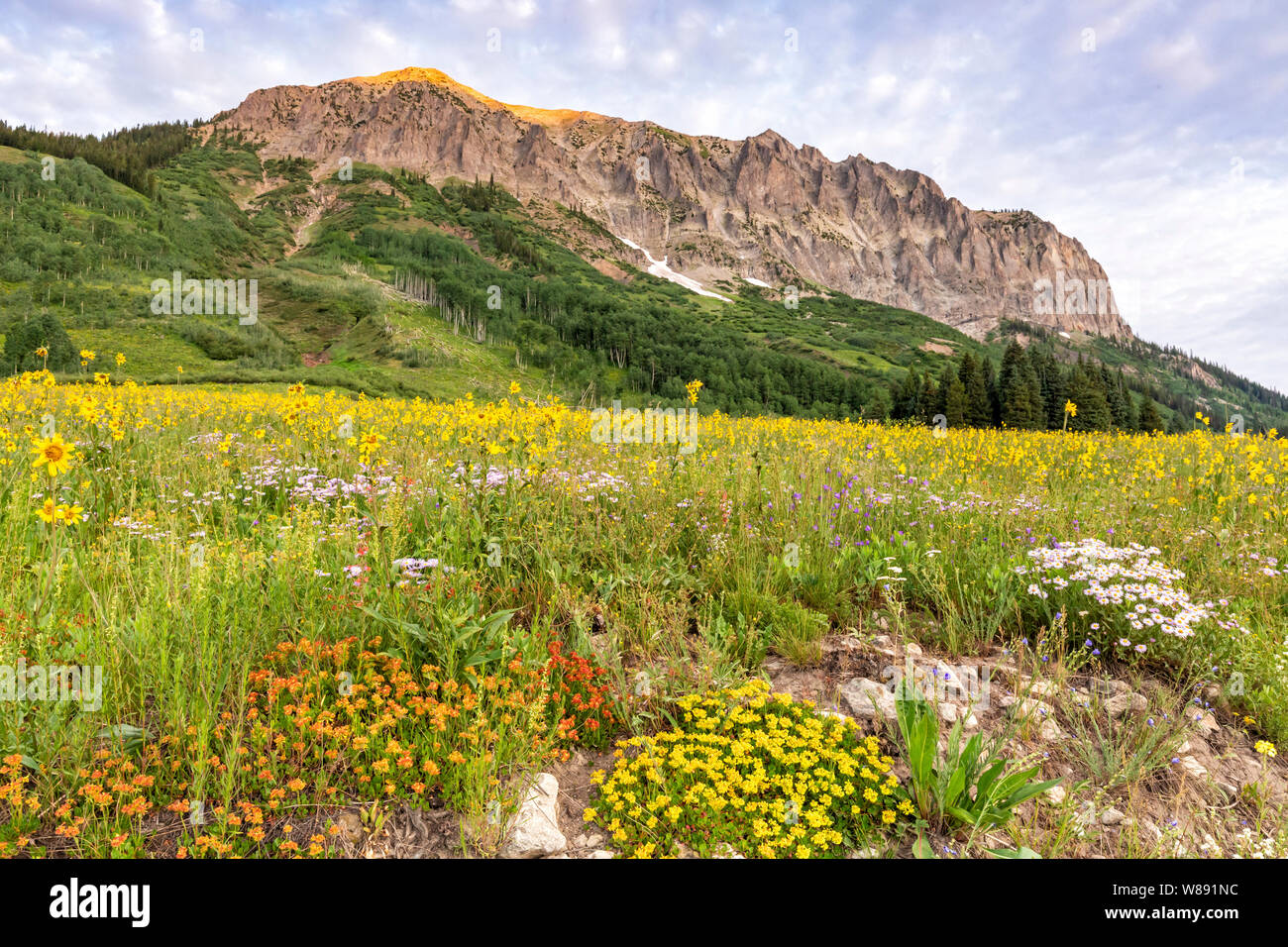 Die sonne Treffer oben Gotische Berg über ein Feld von Millionen von Wildblumen in der Nähe von Crested Butte, Colorado. Stockfoto