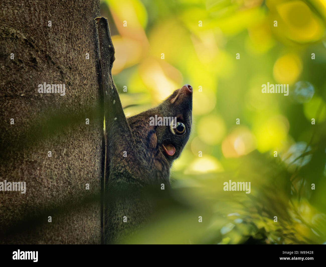 Sunda Flying Lemur - Galeopterus variegatus oder Sunda colugo Flying Lemur oder Malaiische oder Malaiische colugo, in Südostasien in Indonesien, T gefunden Stockfoto