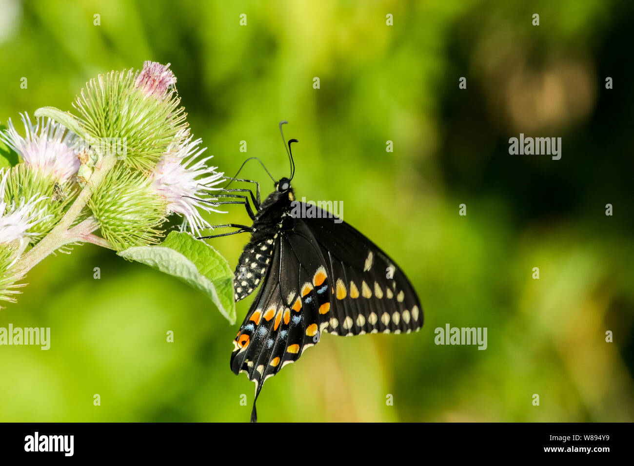 Schwalbenschwanz auf Lila Blume Stockfoto