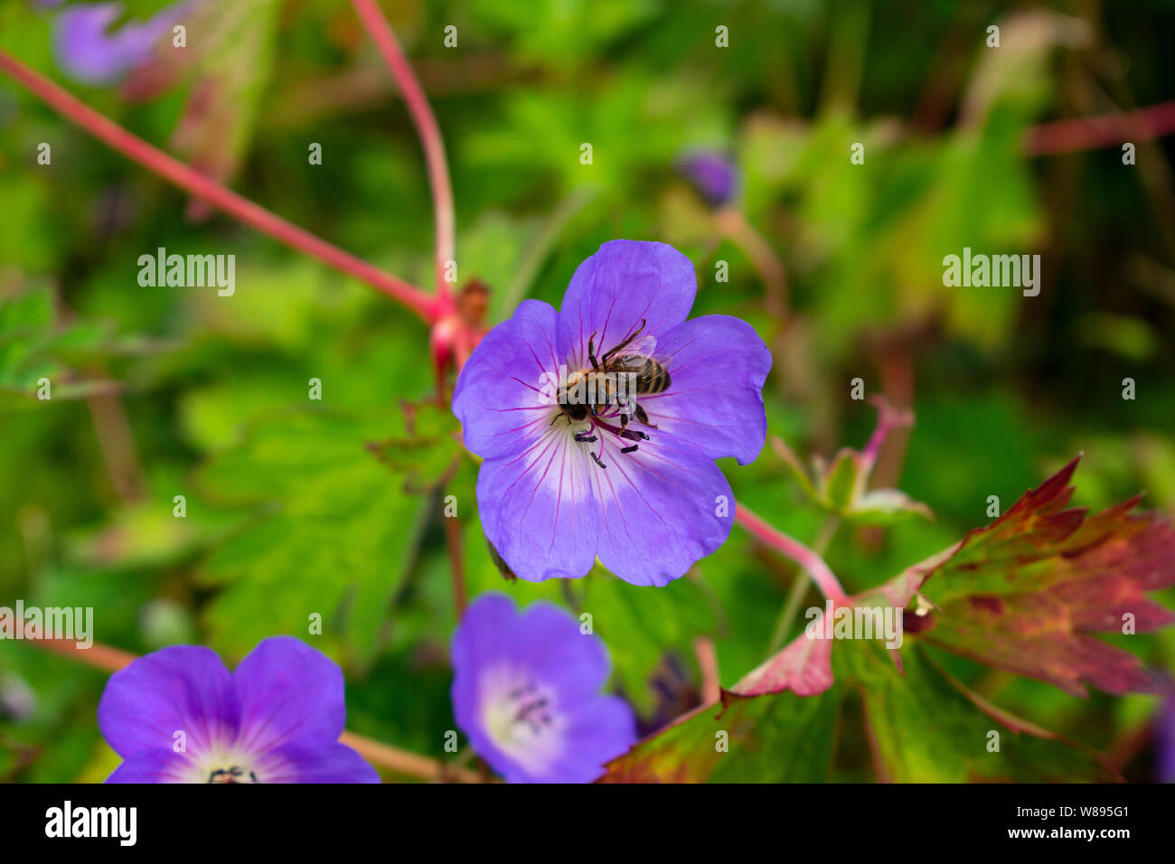 Honey Bee Pollen sammeln von Geranium Stockfoto