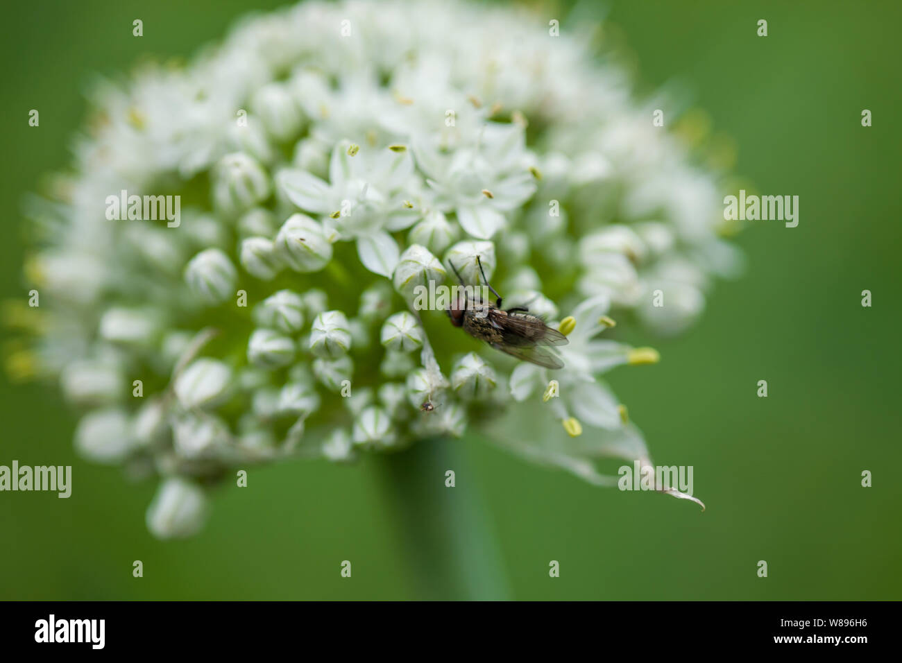 Nahaufnahme von einer Fliege auf einer Zwiebel Blume. Stockfoto