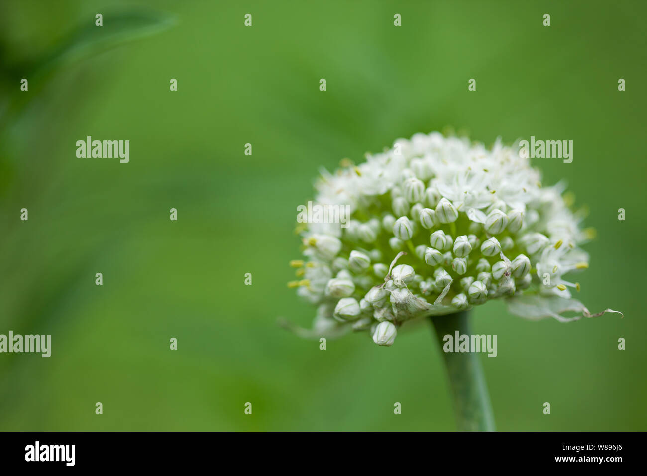 Blüte einer Zwiebel. Zwiebel Blume auf der rechten Seite eingestellt. Stockfoto