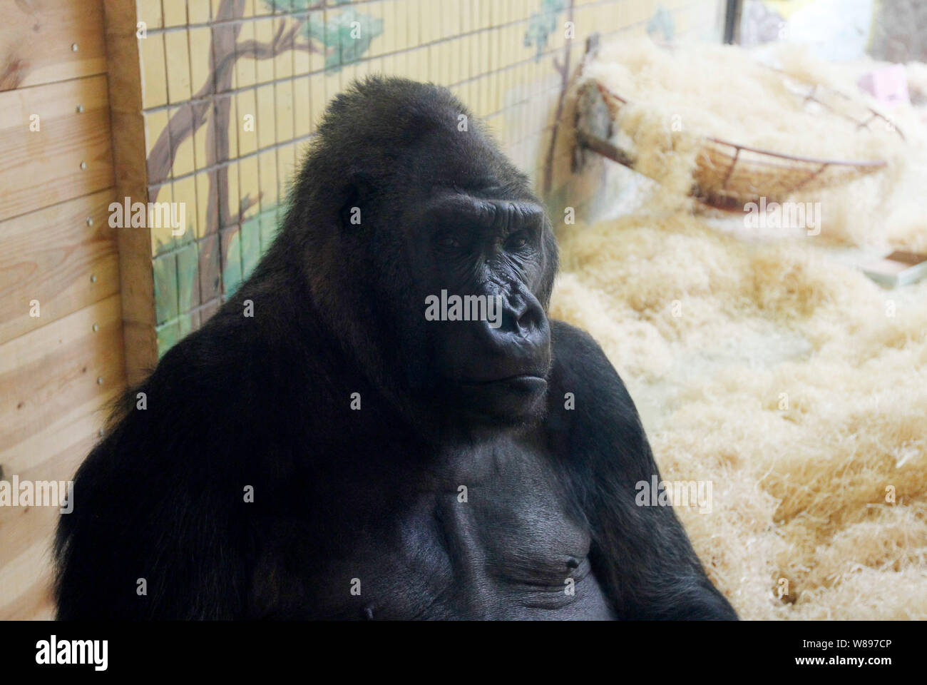 Tony, der Gorilla ist gesehen, als er seinen 45. Geburtstag in Kiew zoo feiert. Der Gorilla Tony im Zoo in Nürnberg (Deutschland) auf der 1974 geboren wurde. Danach war er in den Zoos von Hannover und Saarbrücken, seit September 29, 1999, Tony nach Kiew Zoo verschoben. Tony ist nur einer der Gorilla in der Ukraine. Stockfoto