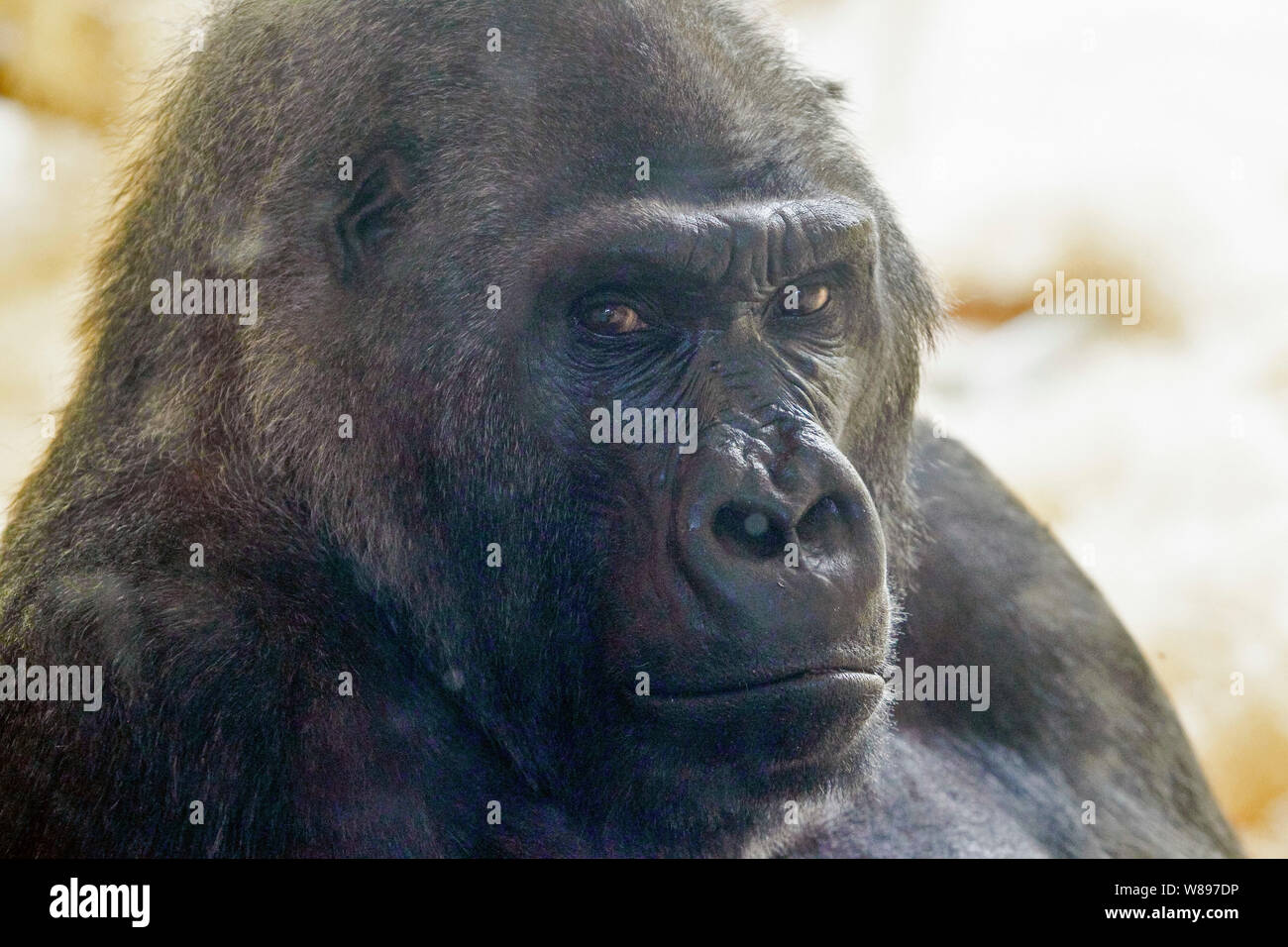 Tony, der Gorilla ist gesehen, als er seinen 45. Geburtstag in Kiew zoo feiert. Der Gorilla Tony im Zoo in Nürnberg (Deutschland) auf der 1974 geboren wurde. Danach war er in den Zoos von Hannover und Saarbrücken, seit September 29, 1999, Tony nach Kiew Zoo verschoben. Tony ist nur einer der Gorilla in der Ukraine. Stockfoto