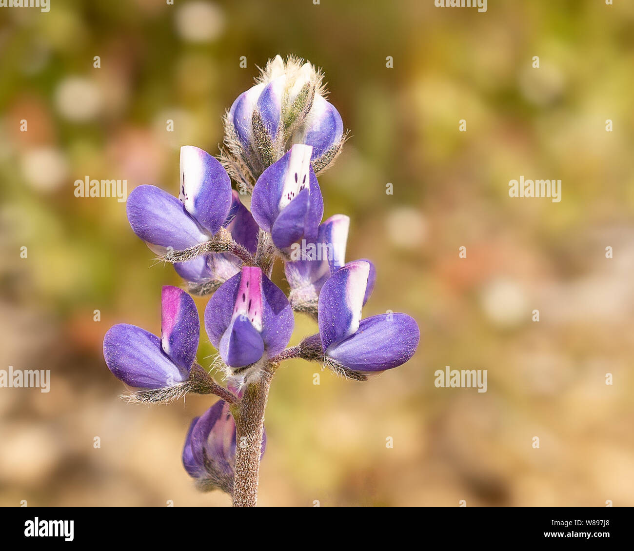 Lupine Blüte Stockfoto