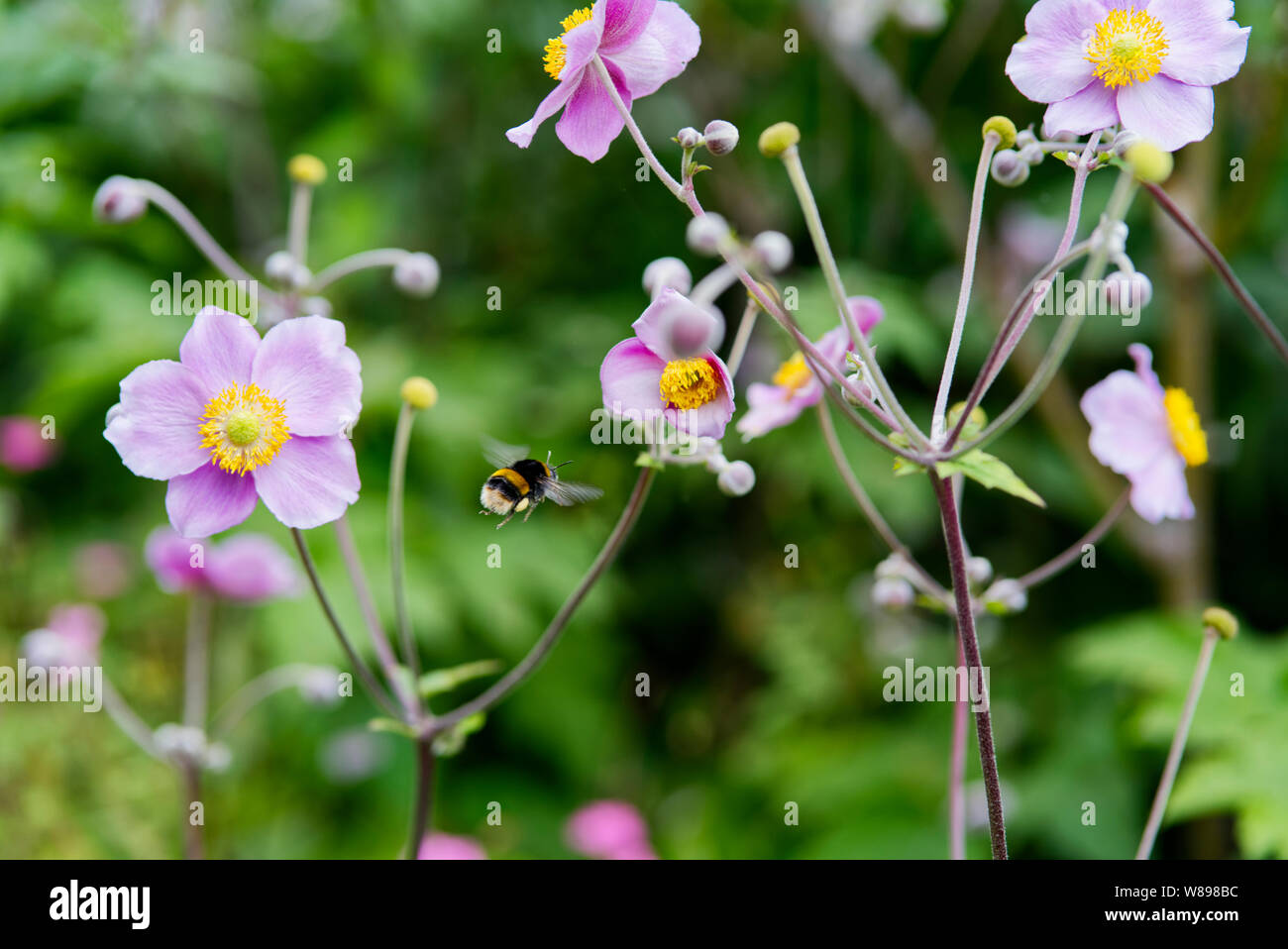 (Bombus terrestris) Buff-Tailed Hummel im Flug zu einer japanischen Anemone Blume. Stockfoto