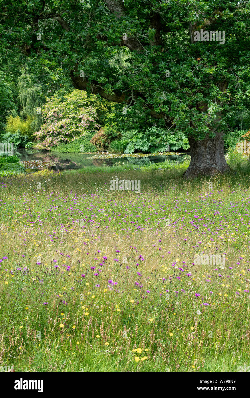 Wildflower Meadow und Eiche Baum an der RHS Rosemoor, Great Torrington, Devon, England Stockfoto