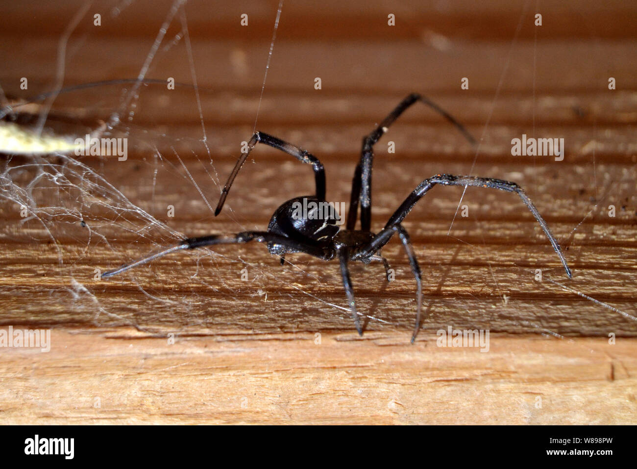 Schwarze Witwe auf Holz. Stockfoto