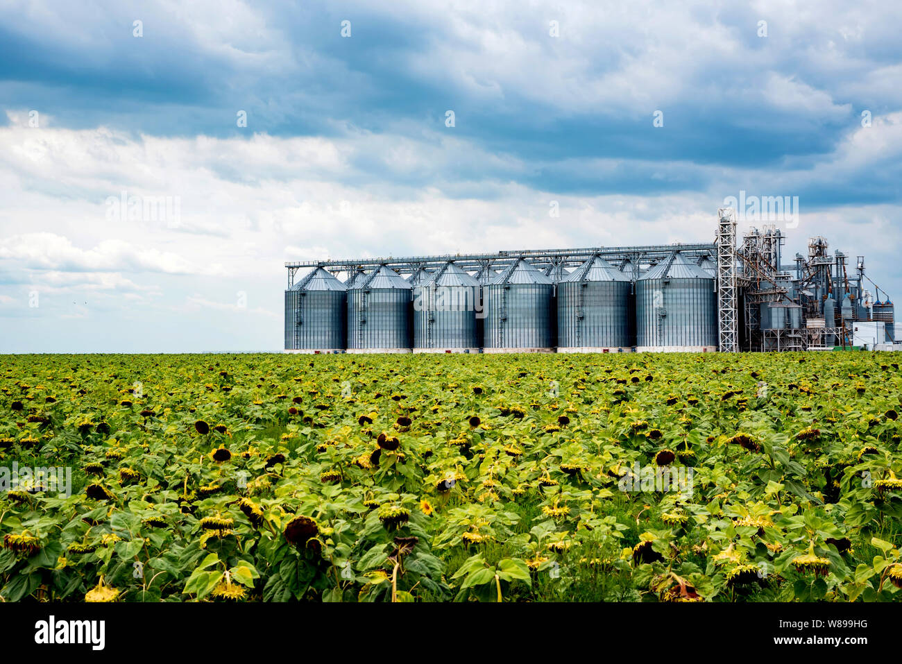 Fernsicht auf Sonnenblumenöl Raffinerie in einem Feld Stockfoto
