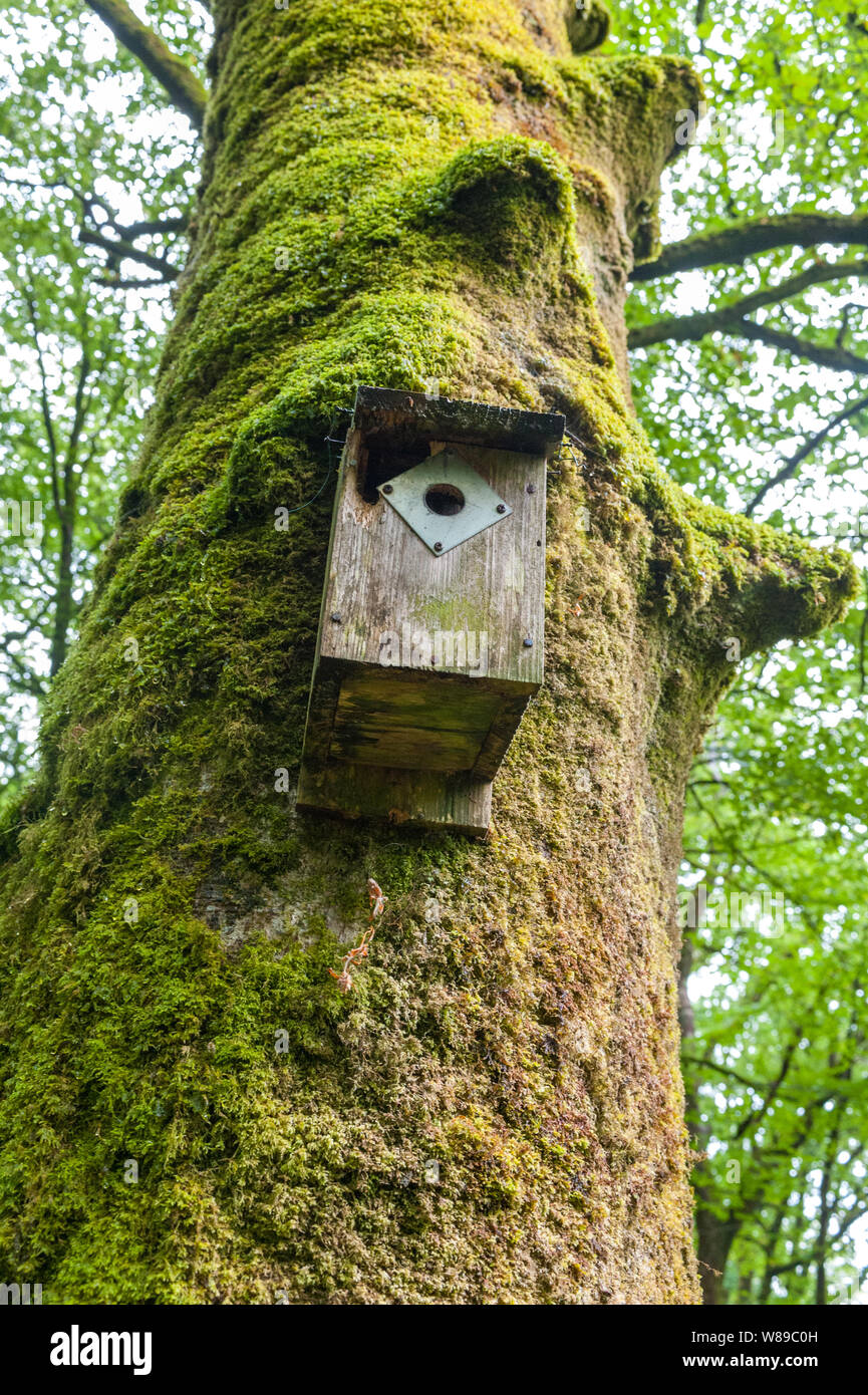 Nest in einem natürlichen Park von Cornwell Stockfoto