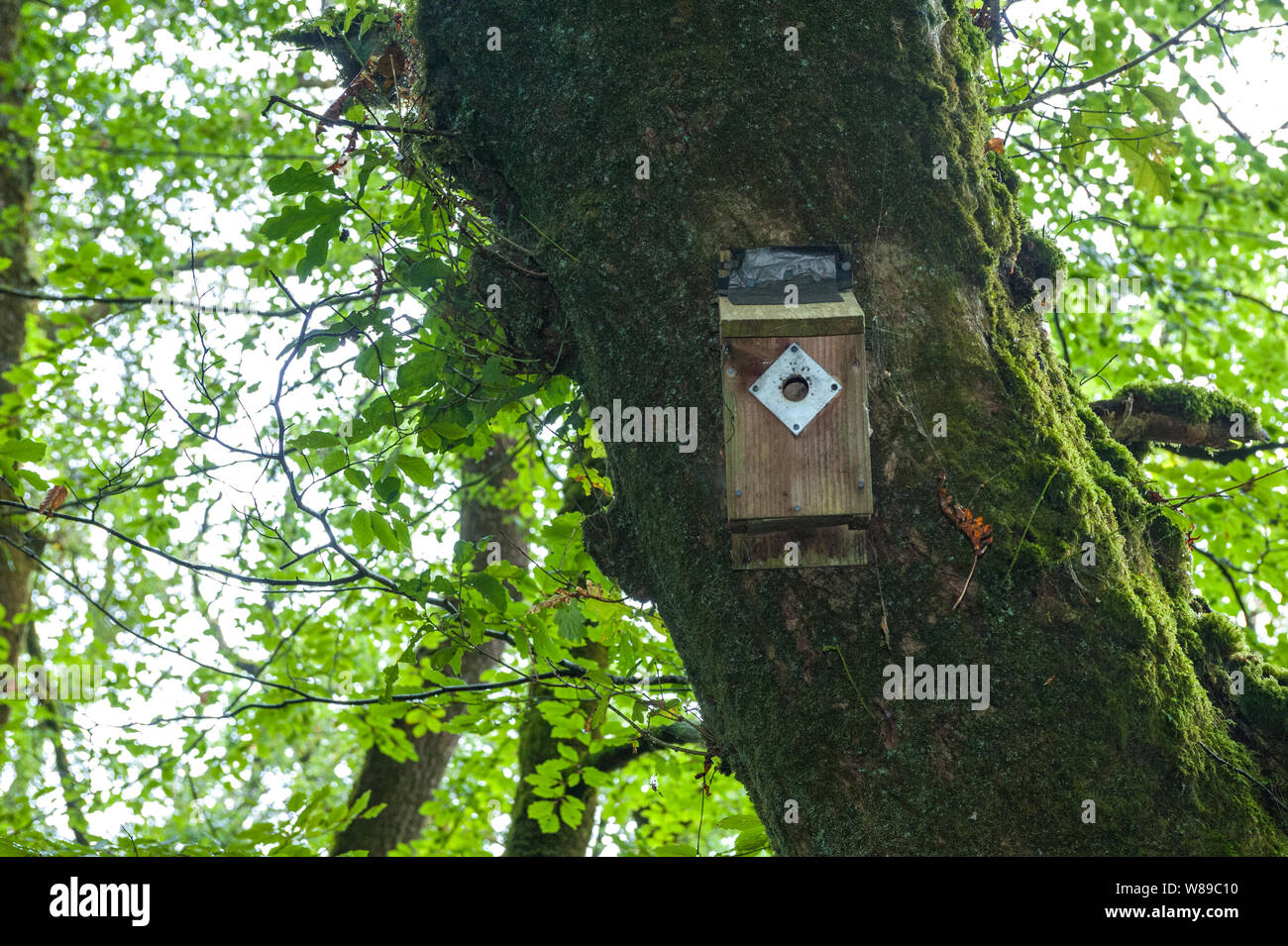 Nest in einem natürlichen Park von Cornwell Stockfoto