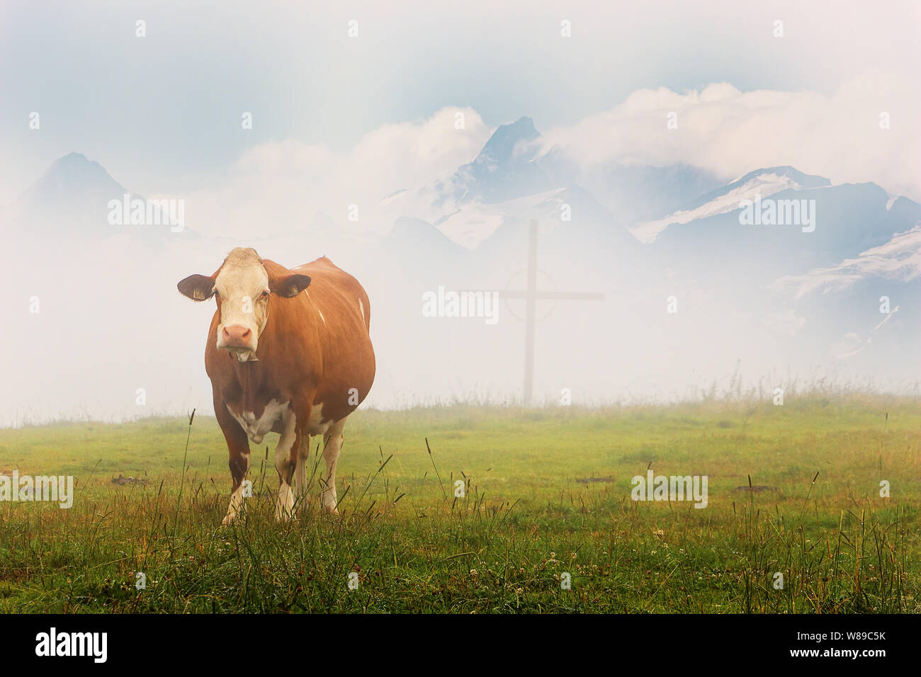 Alpine Kuh auf Wiesen bei der Österreichischen Alpen im Sommer in milchiger Nebel mit hölzernen Kreuz Stockfoto