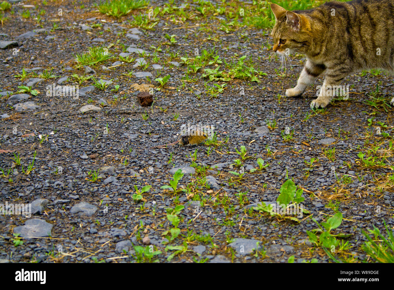 Eine Katze auf der Jagd im Gras. Eine Katze kurz vor dem Angriff Stockfoto