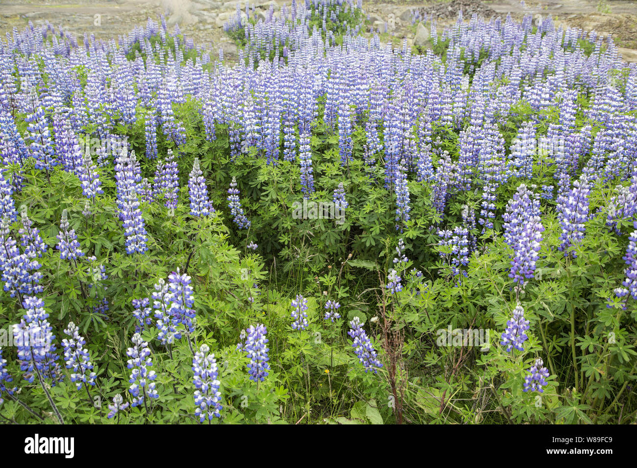 Nootka Lupine (Lupinus nootkatensis), Reykjavik, Island, 10. Juli 2018 Stockfoto