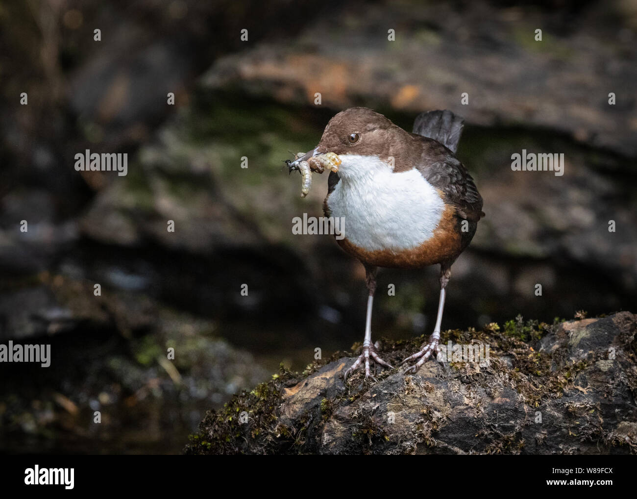 Pendelarm mit Maden auf Felsen Stockfoto