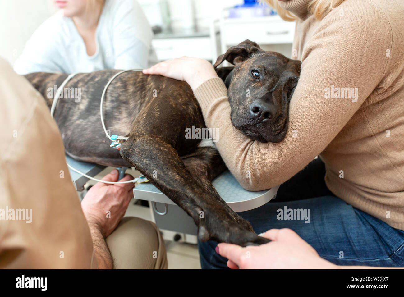 Arzt Tierarzt macht einen Ultraschall und Elektrokardiogramm des Herzens eines Hundes in das Amt einer tierärztlichen Klinik. Stockfoto