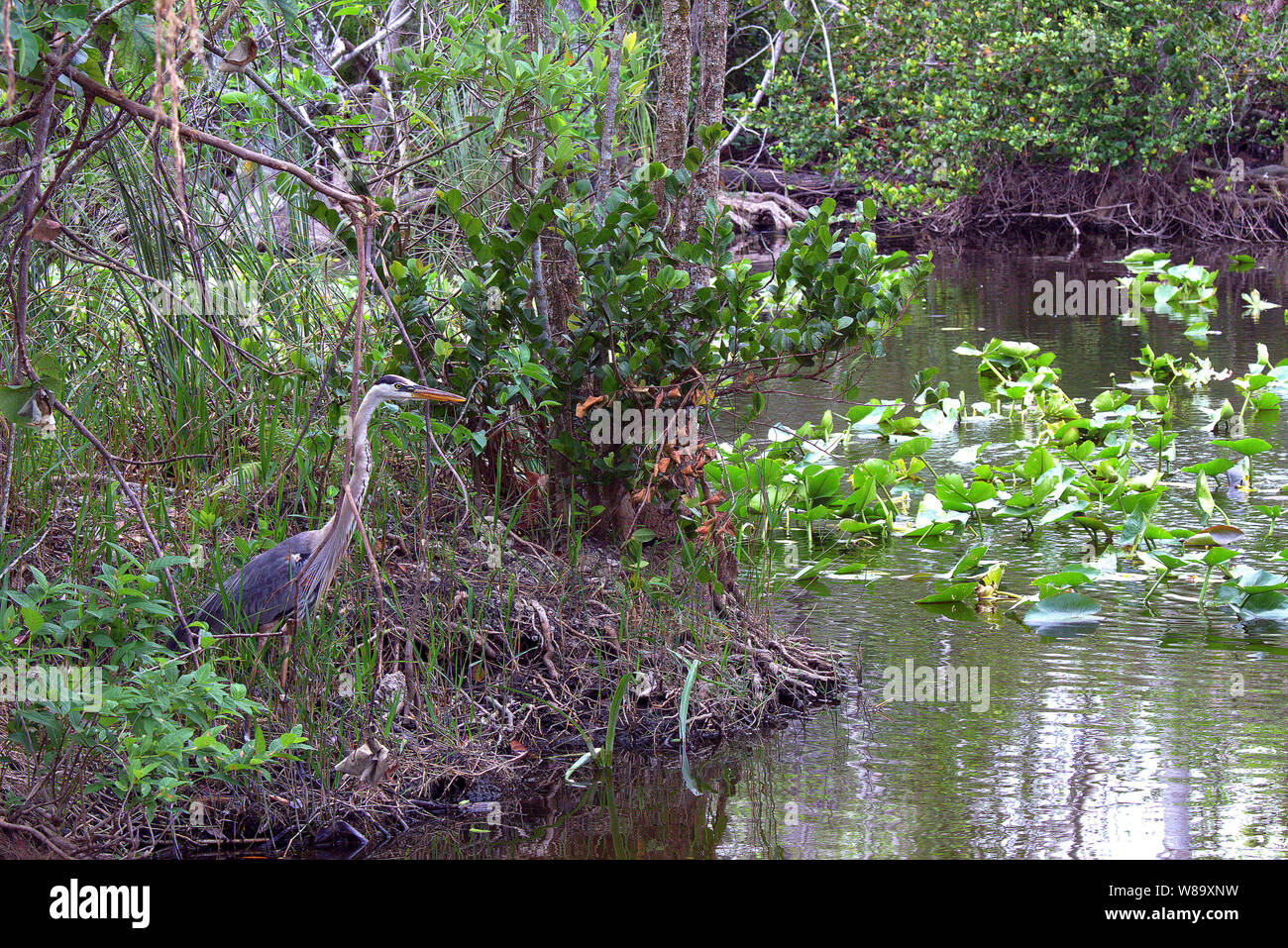 Ein Great Blue Heron (Ardea herodias) in den Florida Everglades. Der Vogel wartet auf Fische in Schlagdistanz zu kommen. Stockfoto