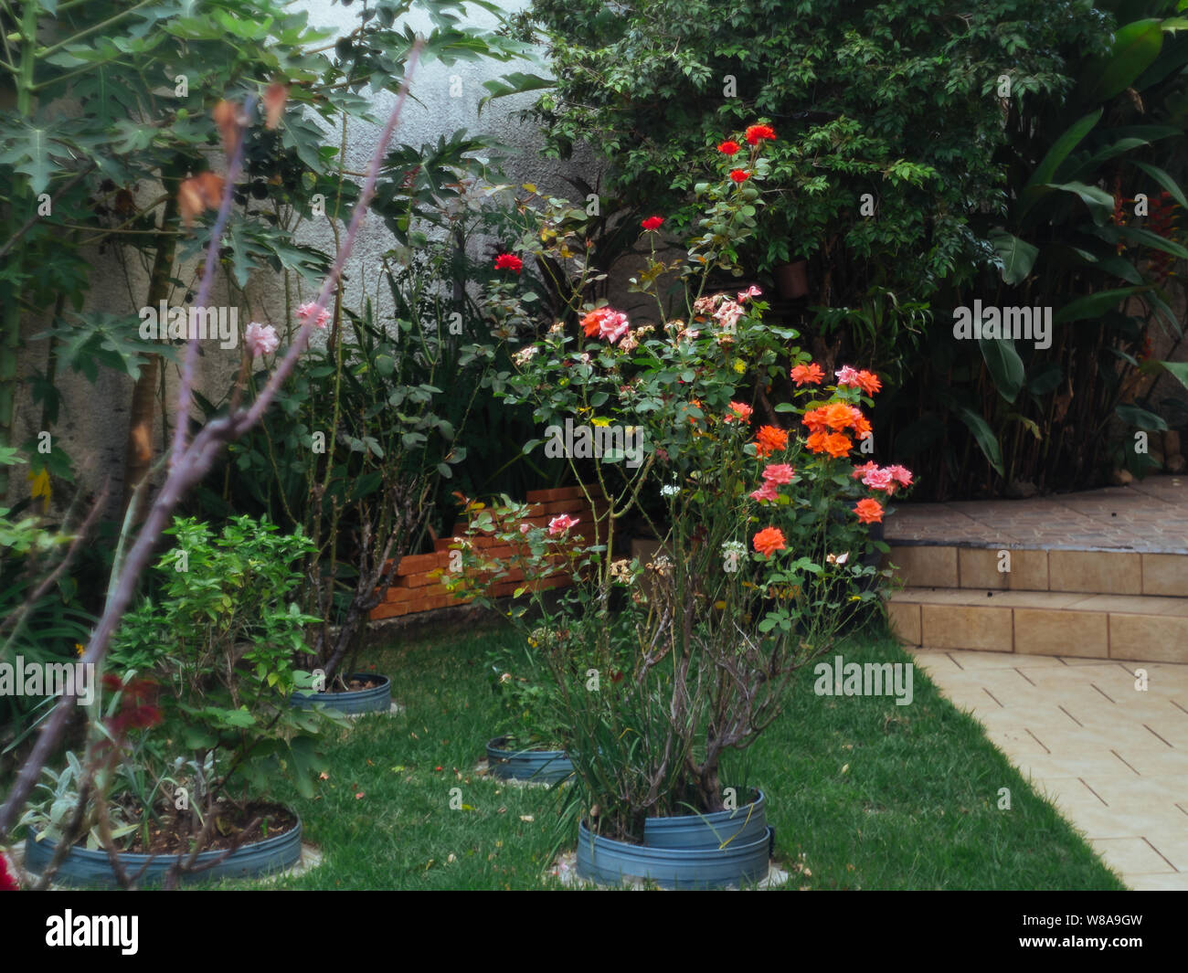 Kleiner kompakter garten Fotos und Bildmaterial in hoher Auflösung