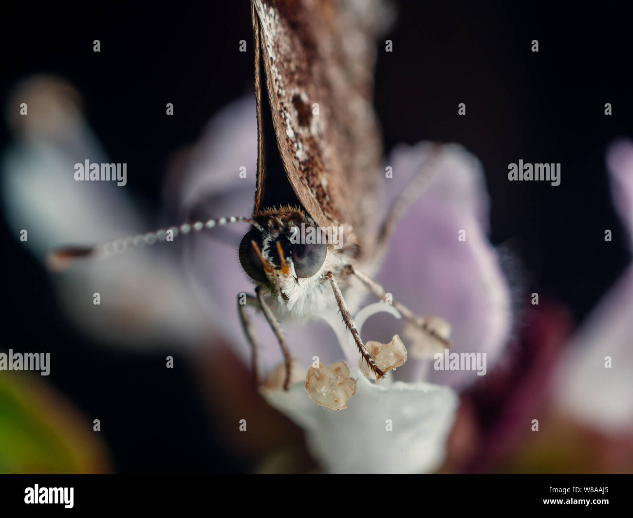 Extreme Makro eines Schmetterlings Besuch einer Blume, Waagen und Insekt Details sichtbar Stockfoto