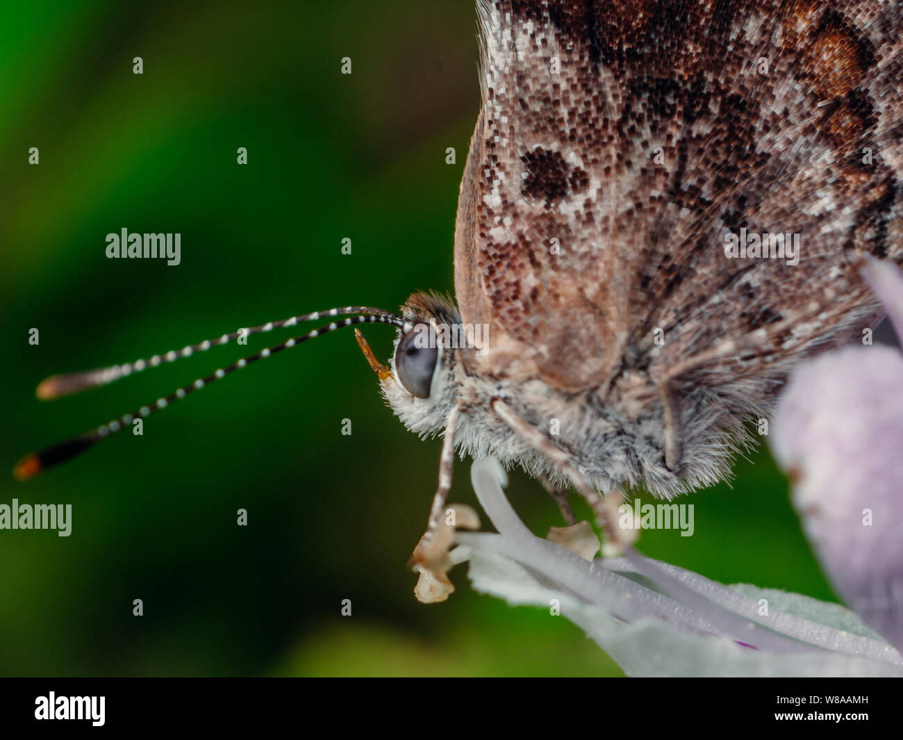Extreme Makro eines Schmetterlings Besuch einer Blume, Waagen und Insekt Details sichtbar Stockfoto