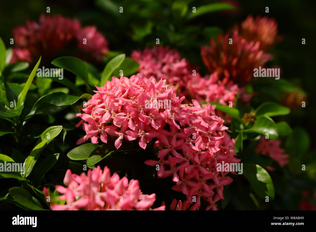 Schöne rosa ixora oder spike Blume in voller Blüte an einem sonnigen Tag Stockfoto