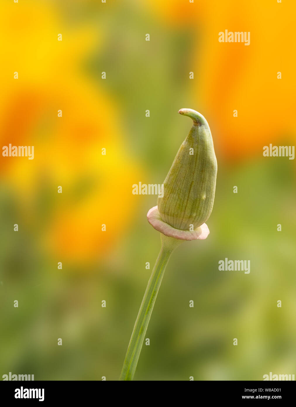 Kalifornischer Mohn Bud Stockfoto