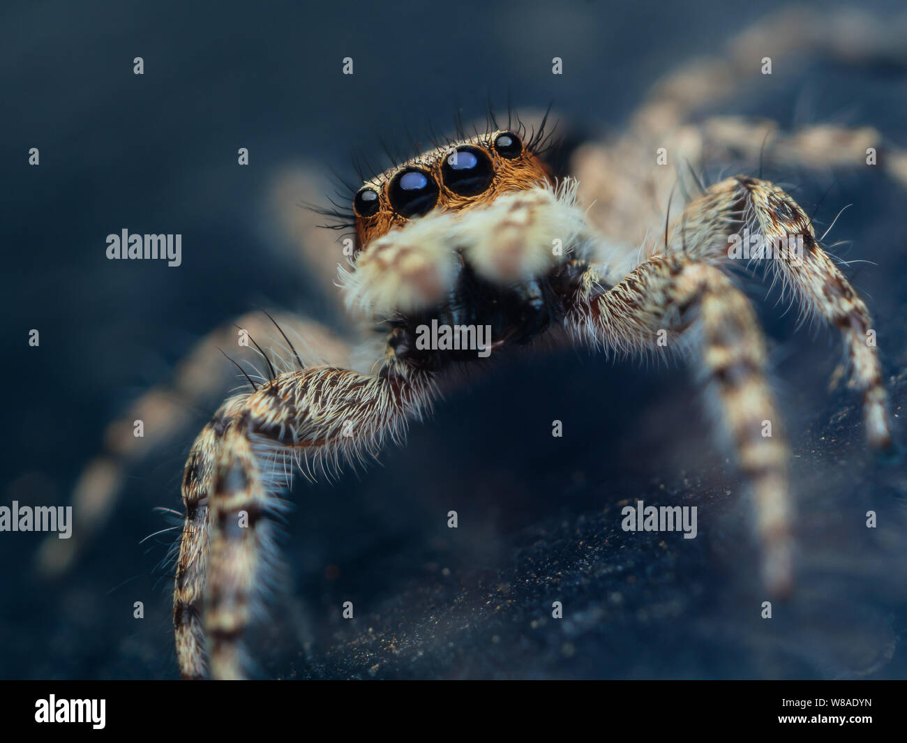 Frontale Porträt einer niedlichen jumping Spider (Menemerus bivitattus) Stockfoto