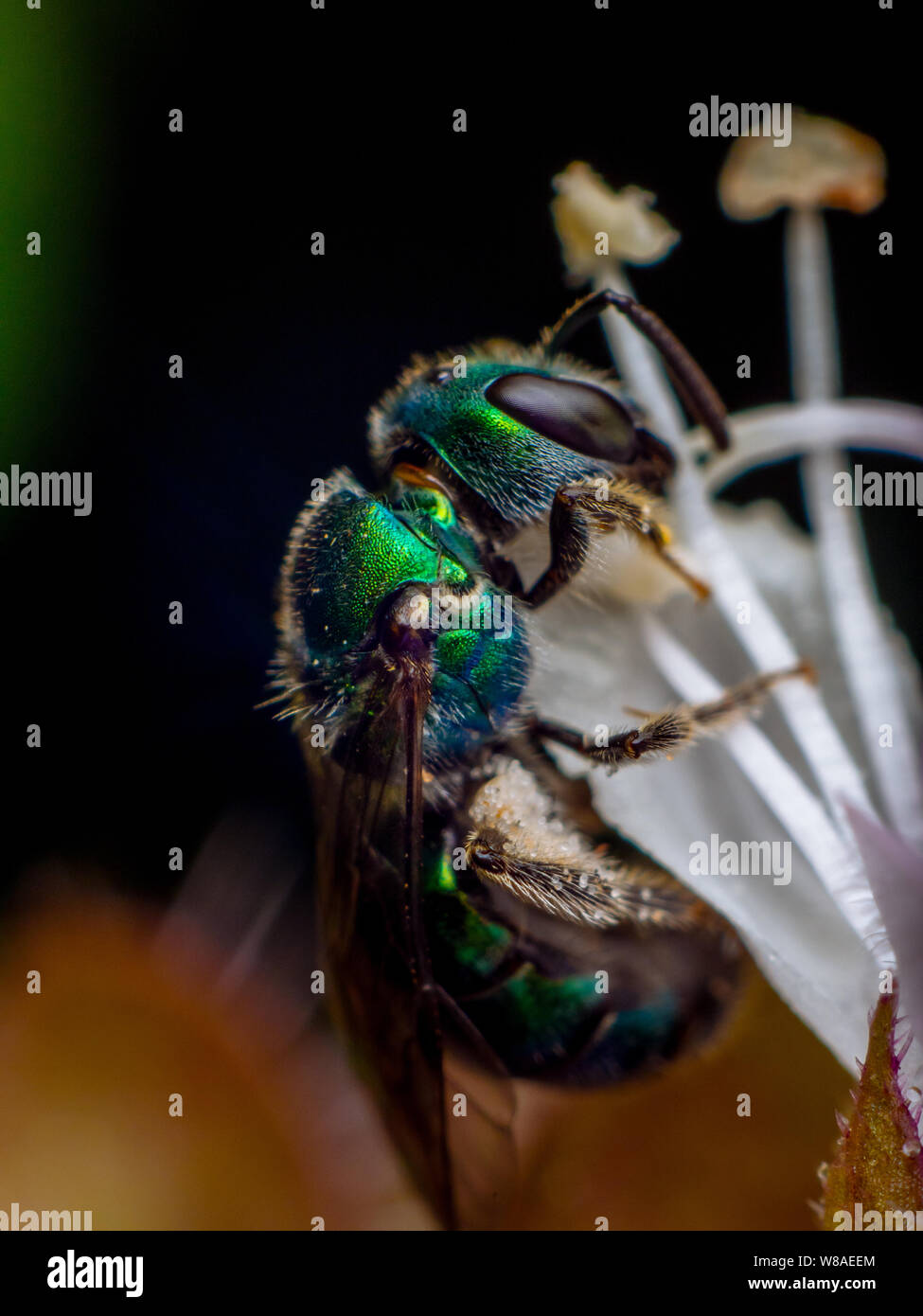 Metallische Schweiß Biene bestäubt eine Blume, wilde Biene, die sich in einem tropischen Garten in Brasilien Stockfoto