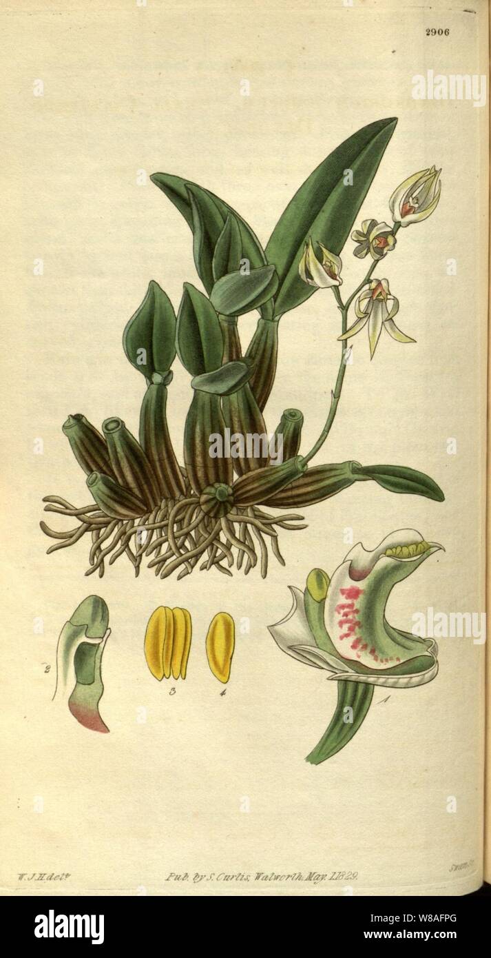 Dendrobium aemulum - Curtis '56 (K.A. 3) pl. 2906 (1829). Stockfoto