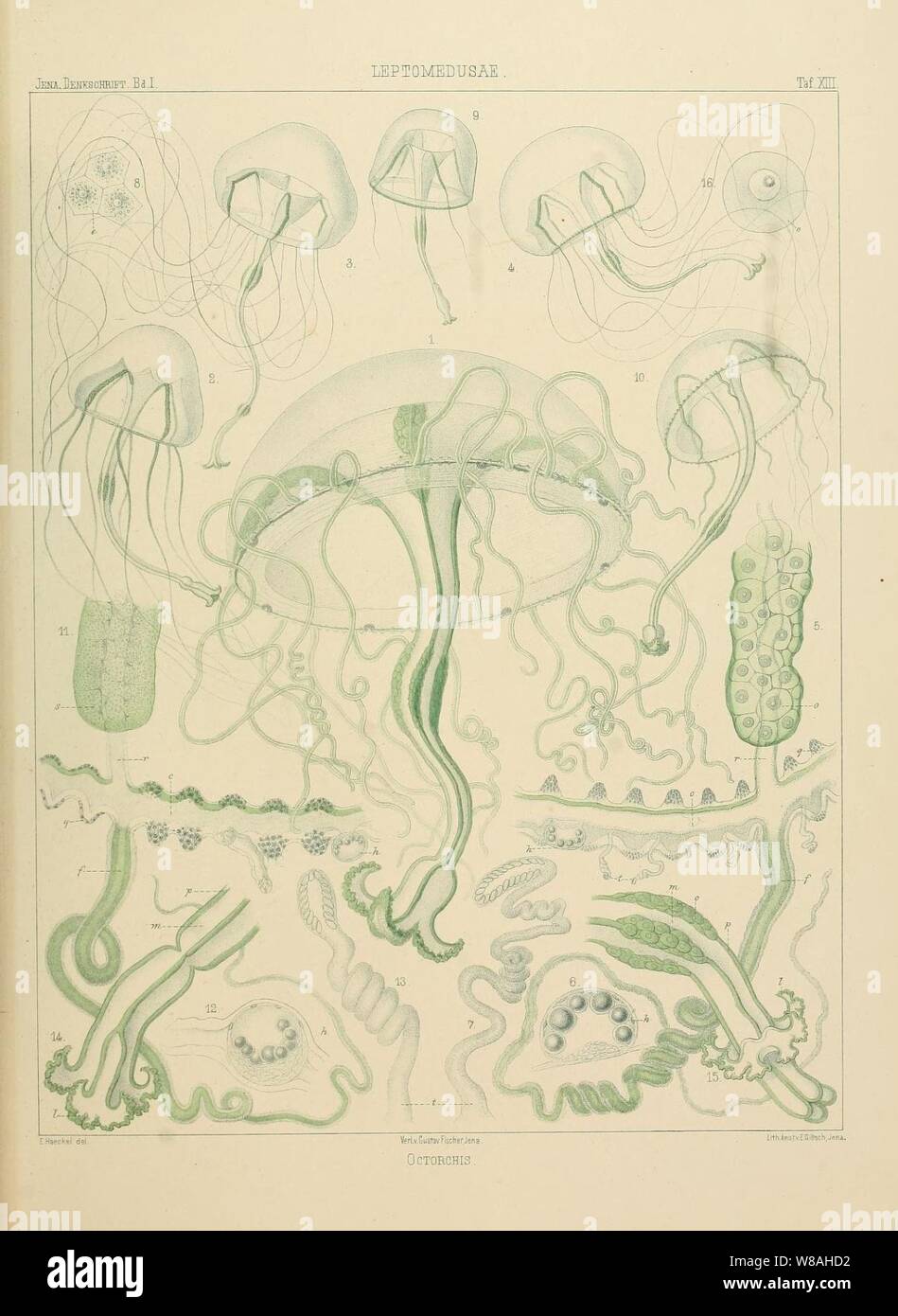 Denkschriften der Medicinisch-Naturwissenschaftlichen Gesellschaft zu Jena (Taf. XIII) (7371576446). Stockfoto
