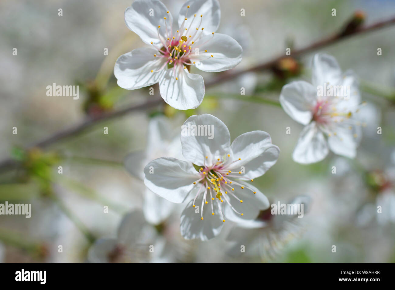 Cherry Blossoms. Weiß sakura Blumen Stockfoto