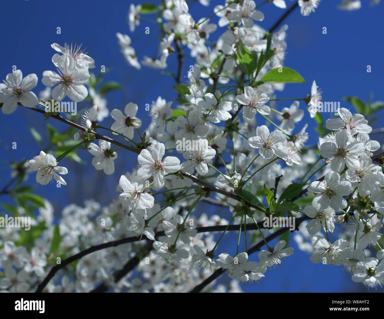 Cherry Blossoms. Weiß sakura Blumen Stockfoto