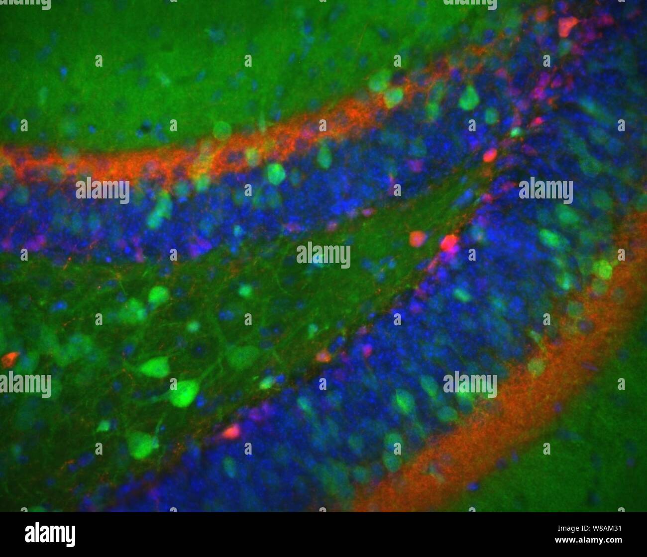 Gyrus dentatus Fotos und Bildmaterial in hoher Auflösung Alamy