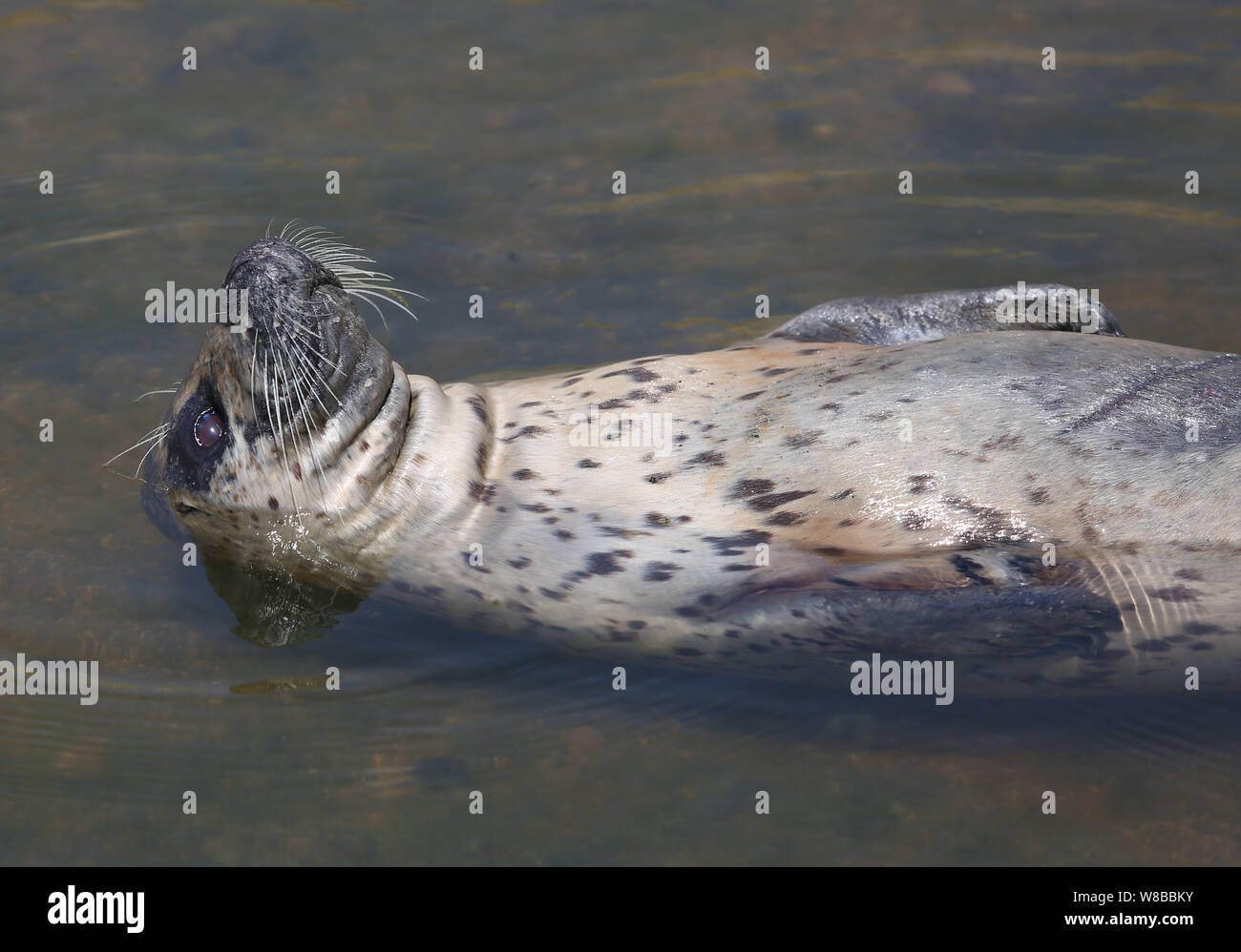 Eine Dichtung schwimmt in einem Teich am Wanbao Küste landschaftlich reizvollen Gegend in Rizhao Stadt, im Osten der chinesischen Provinz Shandong, 19. Mai 2016. Ein wildes Dichtung schwammen in einem Teich an. Stockfoto