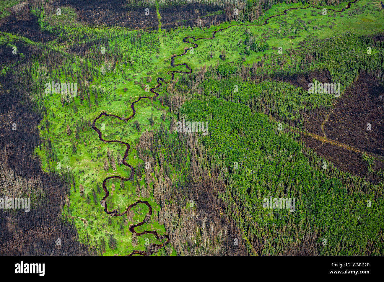 Wicklung gesäumte Strasse und üppigem Grün inmitten der verbrannten Gebiete als Ergebnis einer Waldbrand im Vorjahr. Südwesten von Fort McMurray in Alberta's Oil Sands. Stockfoto