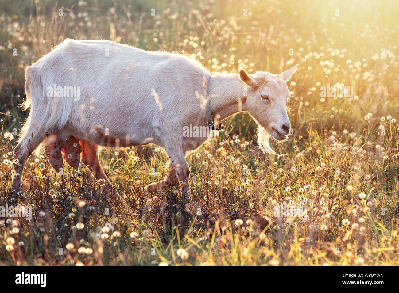 Weiße Ziege mit großen Euter in glänzender Wiese frisst Golden bents Stockfoto