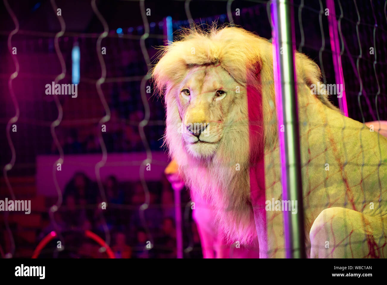 Darstellung der Löwen im Käfig im Zirkus Stockfoto