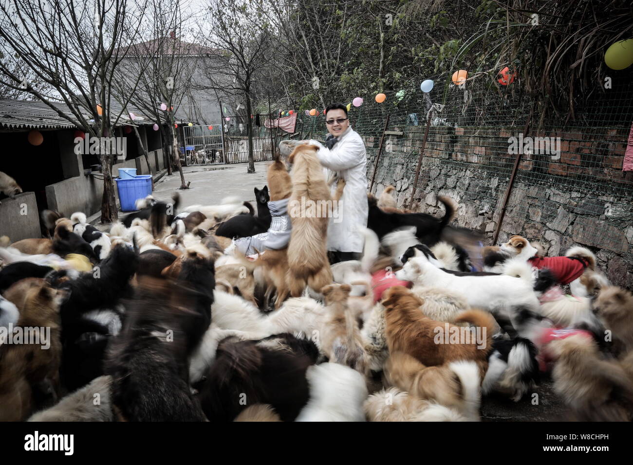 Du Ventilator feeds Hunde an einem Stray Animal Adoption in Wuhan City, Central China Provinz Hubei, 26. Dezember 2014. Du Ventilator, ein 32-jähriger Mann, starten Stockfoto