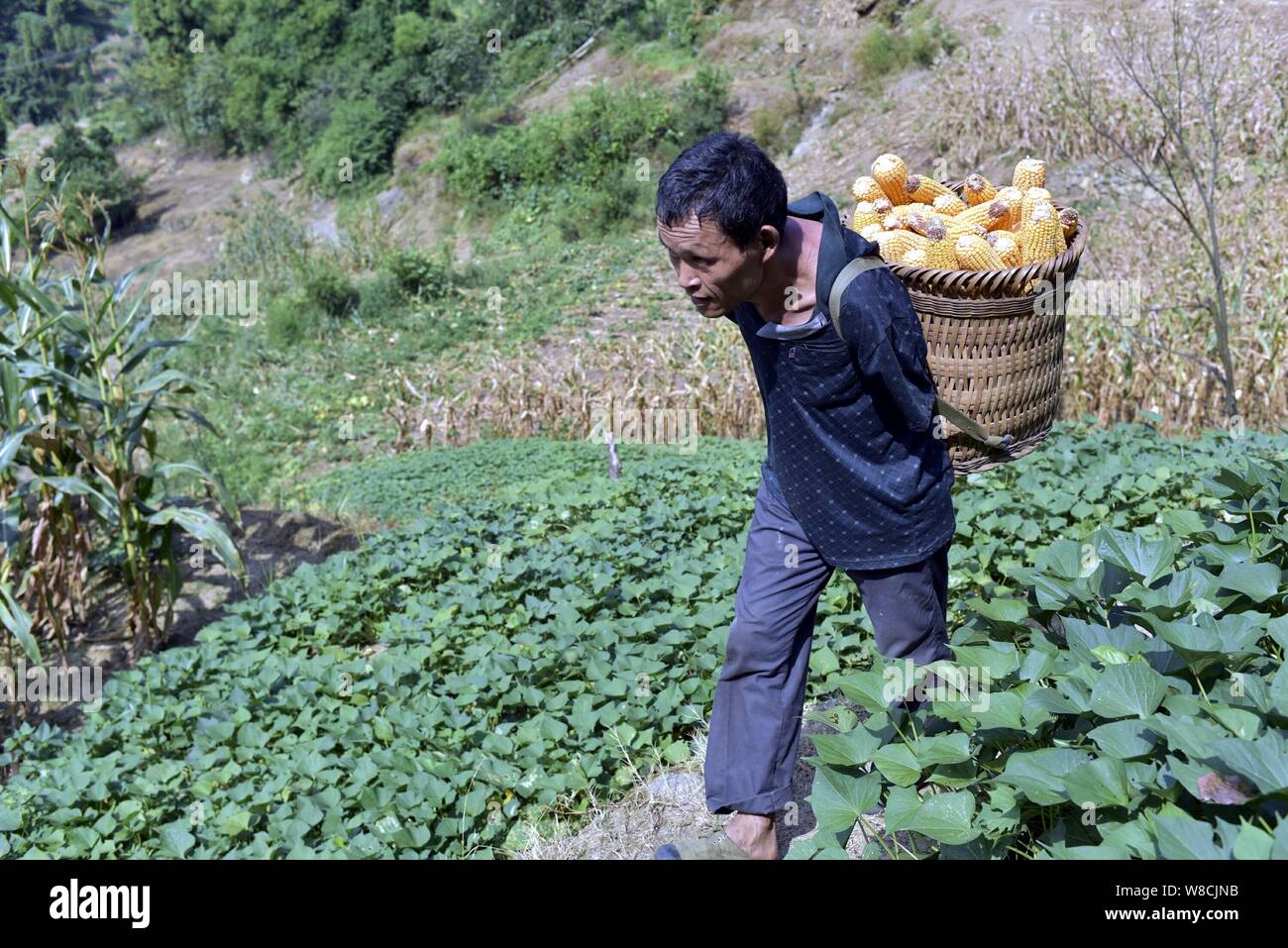 Chen Xingyin, ein 48-jähriger Landwirt, der seine Arme an sieben verloren, trägt einen Korb von Mais auf seinen Rücken, während er auf einem Bauernhof in Tongxin Dorf, Fengdu c Stockfoto
