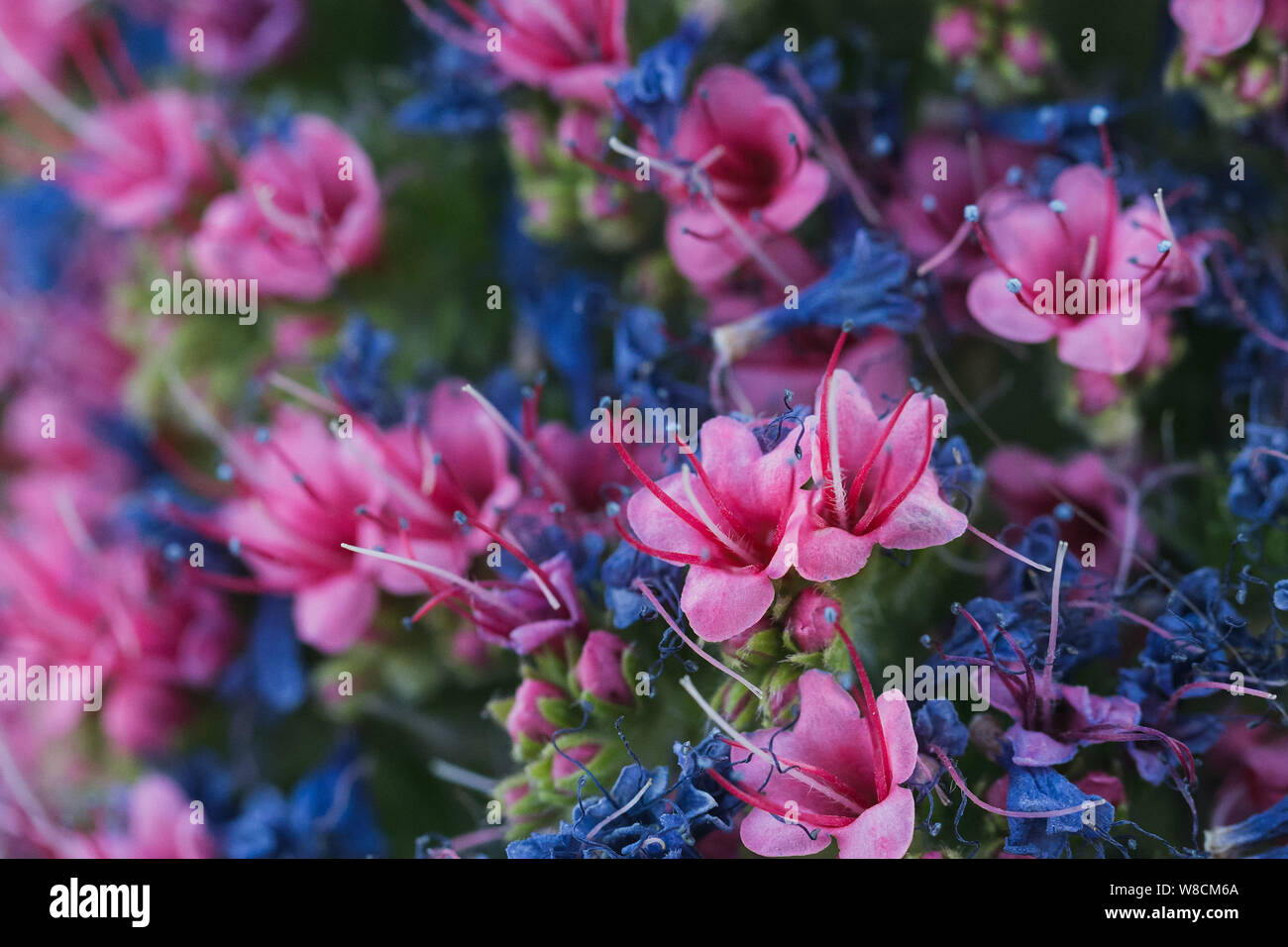 Nahaufnahme der endemischen Teneriffa bugloss mit Lila und Blau blüht Stockfoto