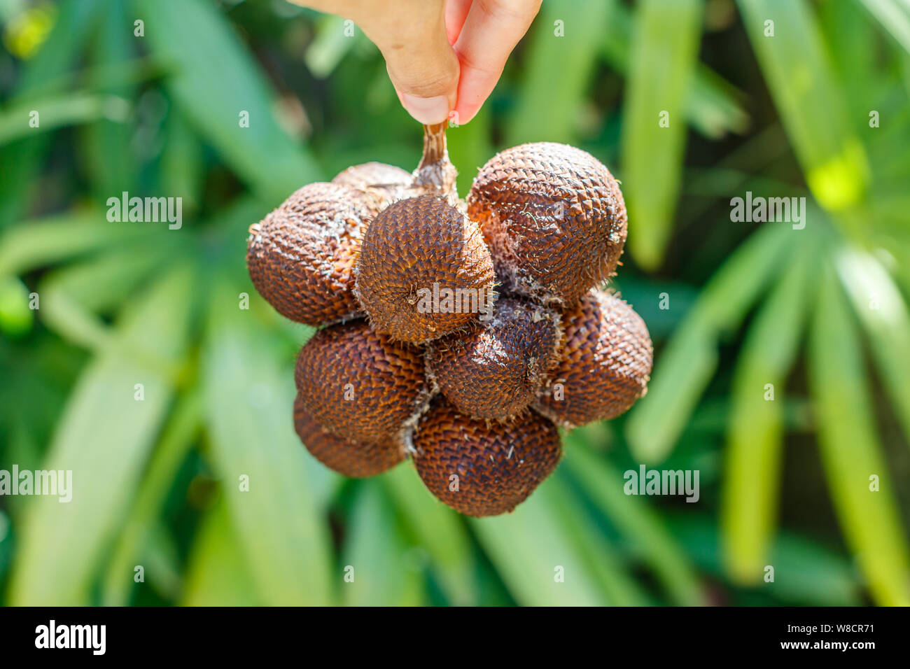 Eine Hand mit einem Haufen frischer Salak Bali oder Schlange Obst. Bali, Indonesien Stockfoto