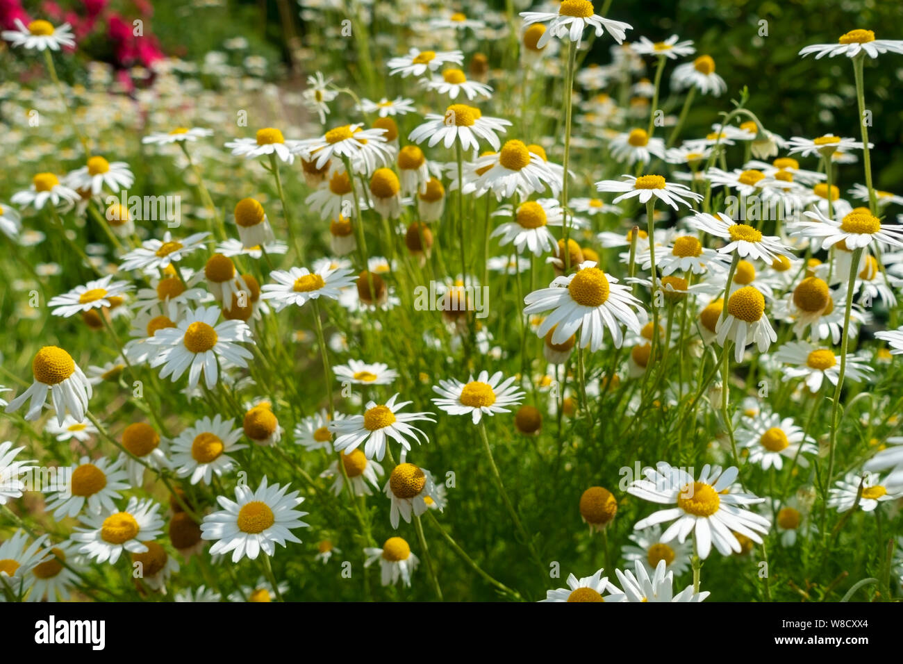 Nahaufnahme der weißen Kamillenblumen Blume Gänseblümchen Blüte im Sommergarten England Vereinigtes Königreich GB Großbritannien Stockfoto