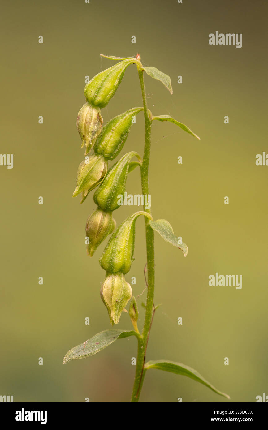 Grün - Blumen (Epipactis Helleborine phyllanthes), die in der Blume, Holt, Norfolk, England, Vereinigtes Königreich, 4. August 2019 Stockfoto