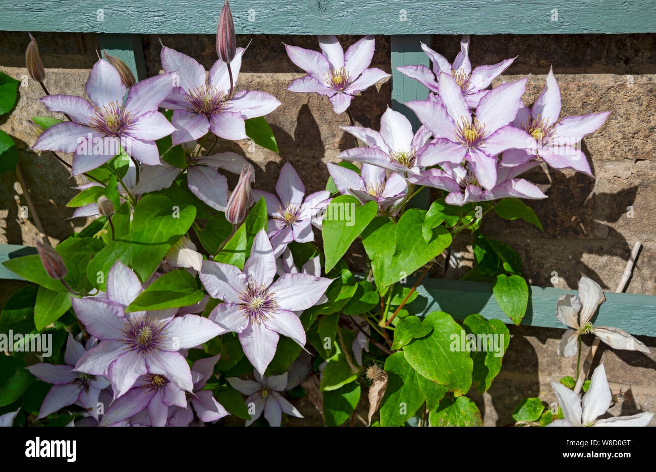 Nahaufnahme von Clematis Samaritan Jo-Blüten, die im Sommer auf einem Gitter an einer Wand wachsen England Vereinigtes Königreich GB Großbritannien Stockfoto