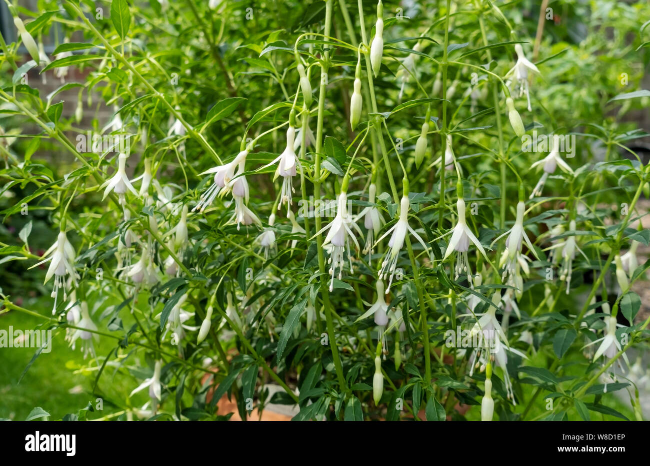 Nahaufnahme der weißen Blüten von Fuchsia Hawkshead, die im Sommer in einem Tontopf wachsen England Großbritannien Großbritannien Großbritannien Großbritannien Großbritannien Großbritannien Großbritannien Großbritannien Großbritannien Großbritannien Großbritannien Großbritannien Großbritannien Großbritannien Großbritannien Großbritannien Großbritannien Großbritannien Großbritannien Großbritannien Großbritannien Großbritannien Großbritannien Großbritannien Großbritannien Großbritannien Großbritannien Großbritannien Stockfoto