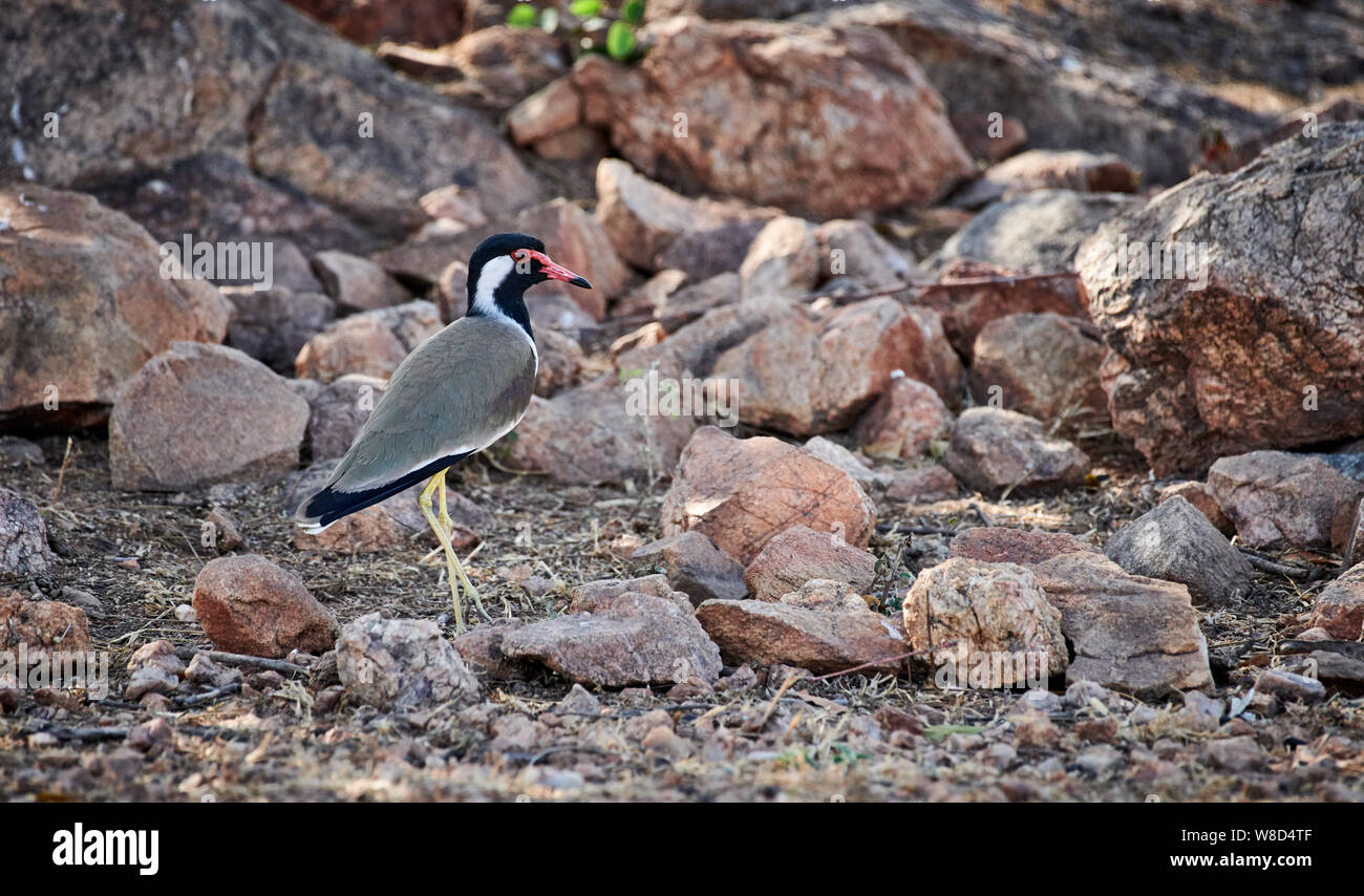 Rot - Gelbstirn-blatthühnchen Kiebitz, Vanellus indicus, Daroji tragen Heiligtum, Hampi, Karnataka, Indien Stockfoto